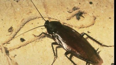 AgriLife entomologists: Exclusion best protection from winter insect ‘home invasion’