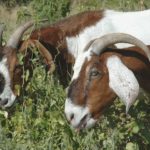 Two goats grazing