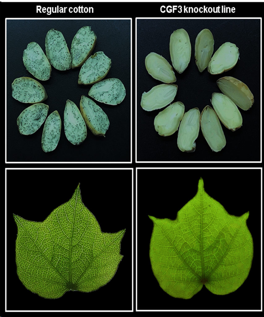 comparison between genetically manipulated cotton plants
