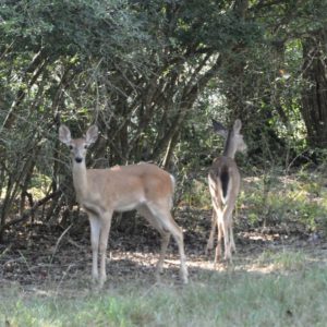 A pair of Texas whitetail deerl