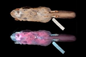 Flying Squirrel specimens show visibility from the human eye and how it fluoresces hot pink under UV light.