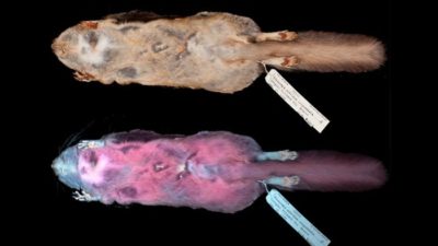 Flying Squirrel specimens show visibility from the human eye and how it fluoresces hot pink under UV light.