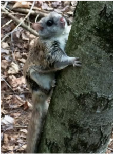 The Northern flying squirrel on a tree trunk.