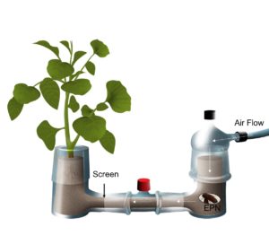 Image diagram of air flow being pushed through to potato plant. 