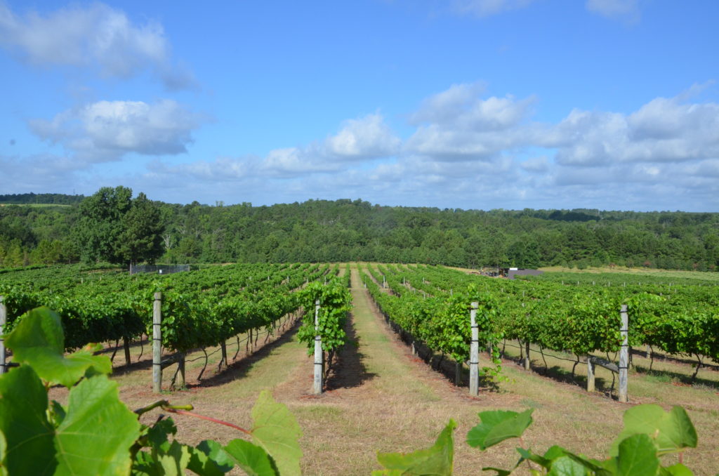Texas grape vineyards