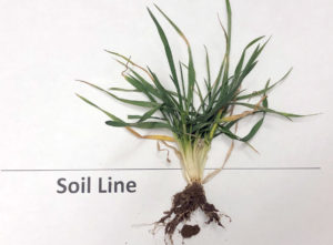 wheat soil line