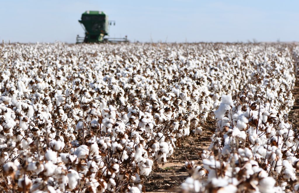 Rising cotton production in Texas Panhandle