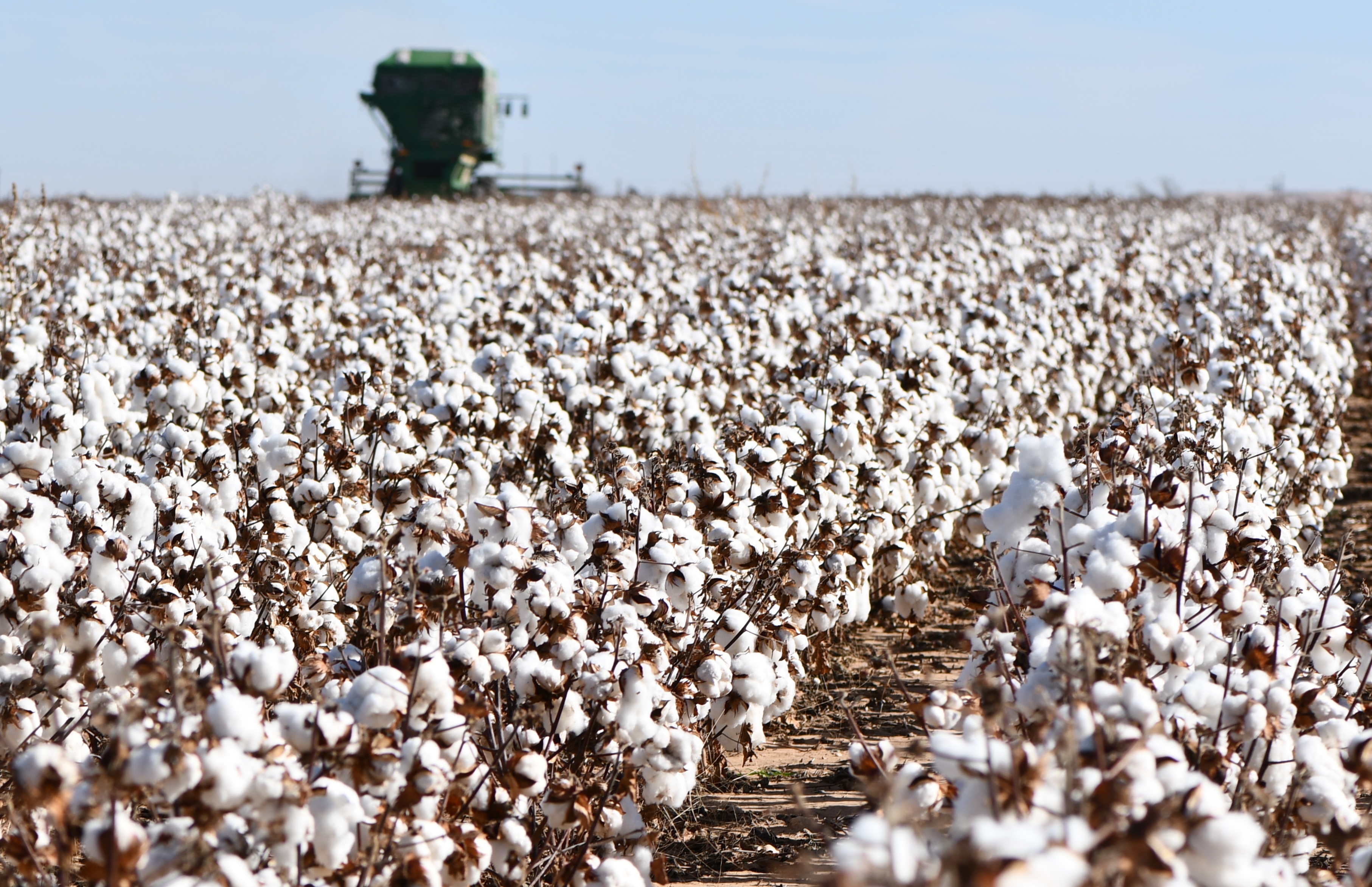 Cotton acreage continues climb in northern Texas Panhandle - AgriLife Today