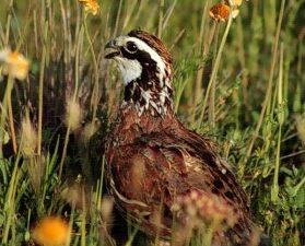 The bobwhite quail population has experienced a significant reduction in paast decades
