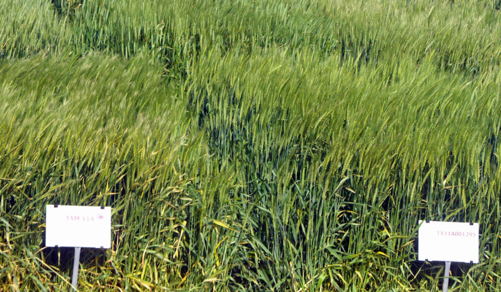 wheat varieties