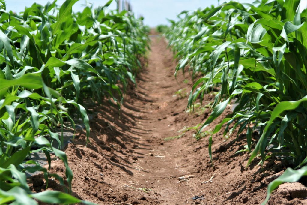 rows of a corn crop in a breeding trial