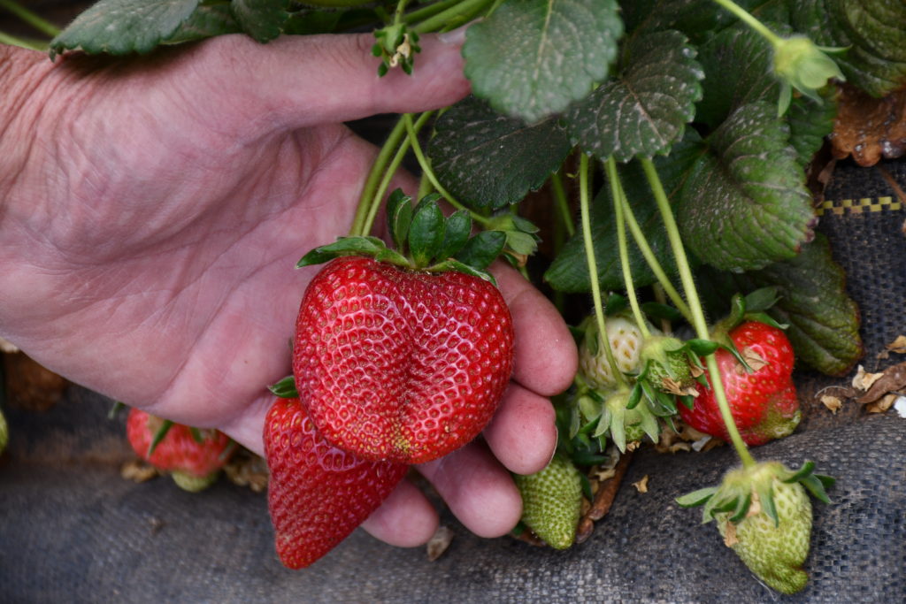 strawberry plant berries in a hand. Most of the berries are large and red, but a few smaller green berries are also on the plant.