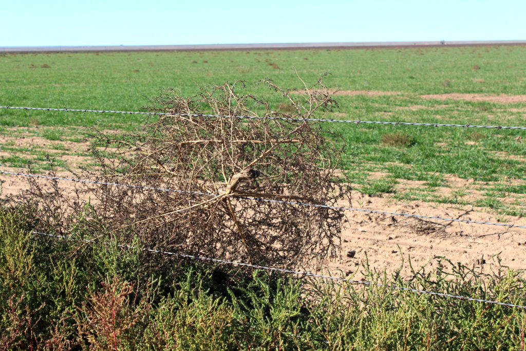 Kochia or tumbleweeds are a landscape-scale weed spread issue landowner