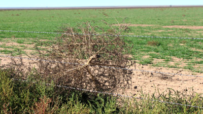 Kochia or tumbleweeds are a landscape-scale weed spread issue.