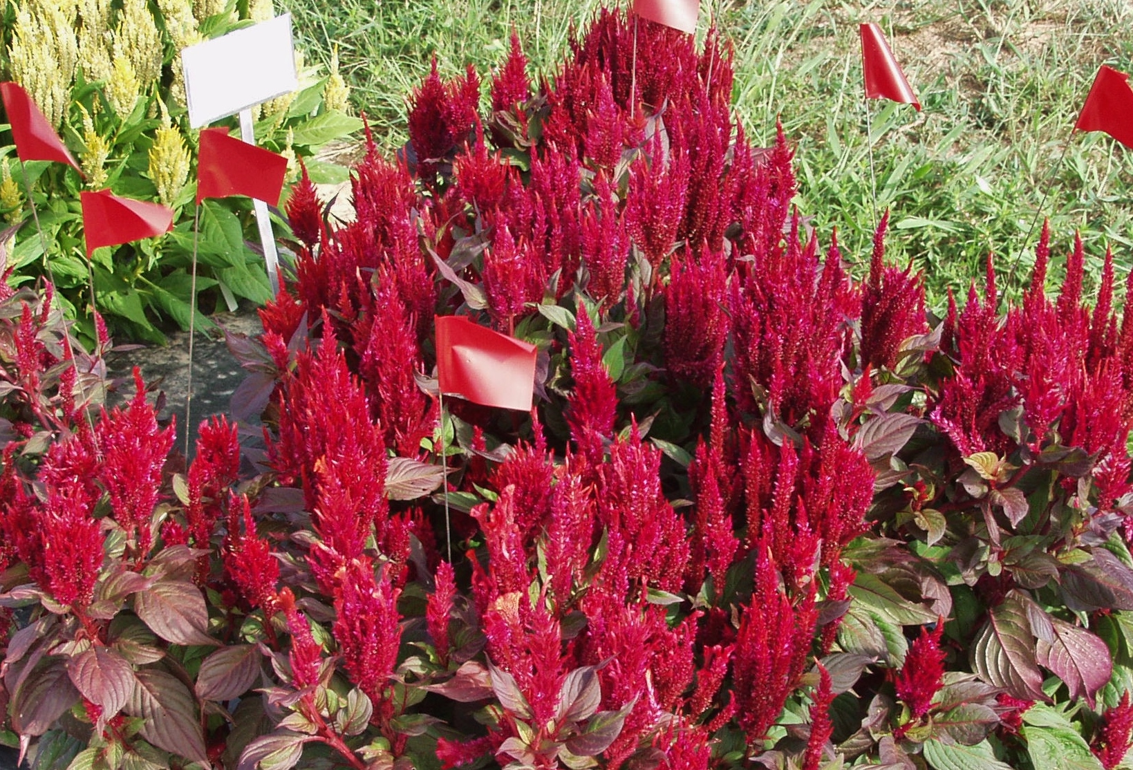 Celosia new deals look rouge