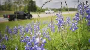 bluebonnets on highway