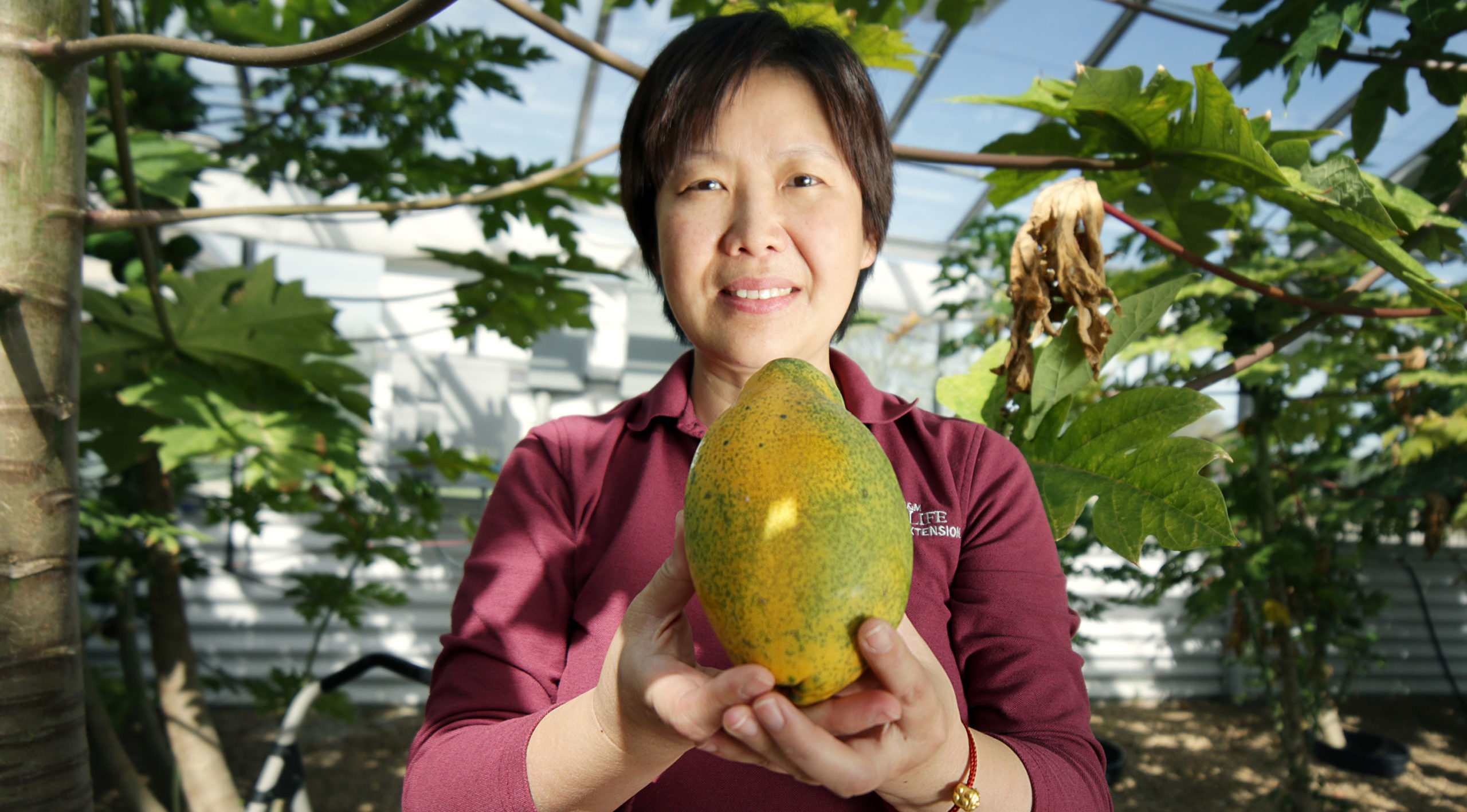 A Sex Determining Gene Might Help Guarantee Better Papaya Production Agrilife Today