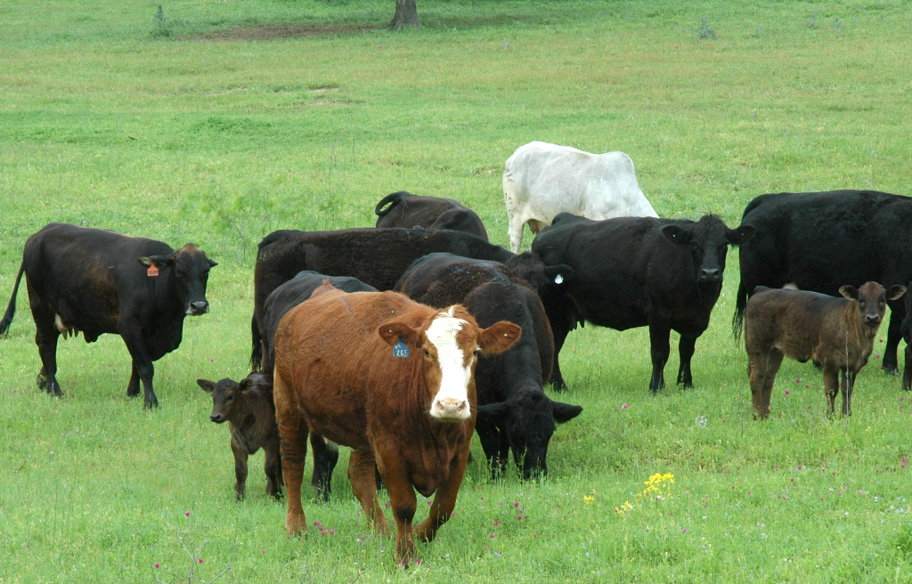A cow's environment - the available grazing and nutrition it offers - should be a deciding factor on herd genetics. (Texas A&M AgriLife photo by Blair Fannin)