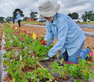 East Texas Horticultural Field Day June 27 In Overton Agrilife Today