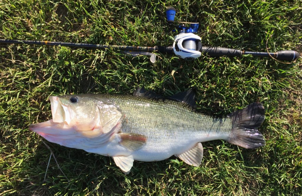 a bass fish laying on grass beside a fishing pole