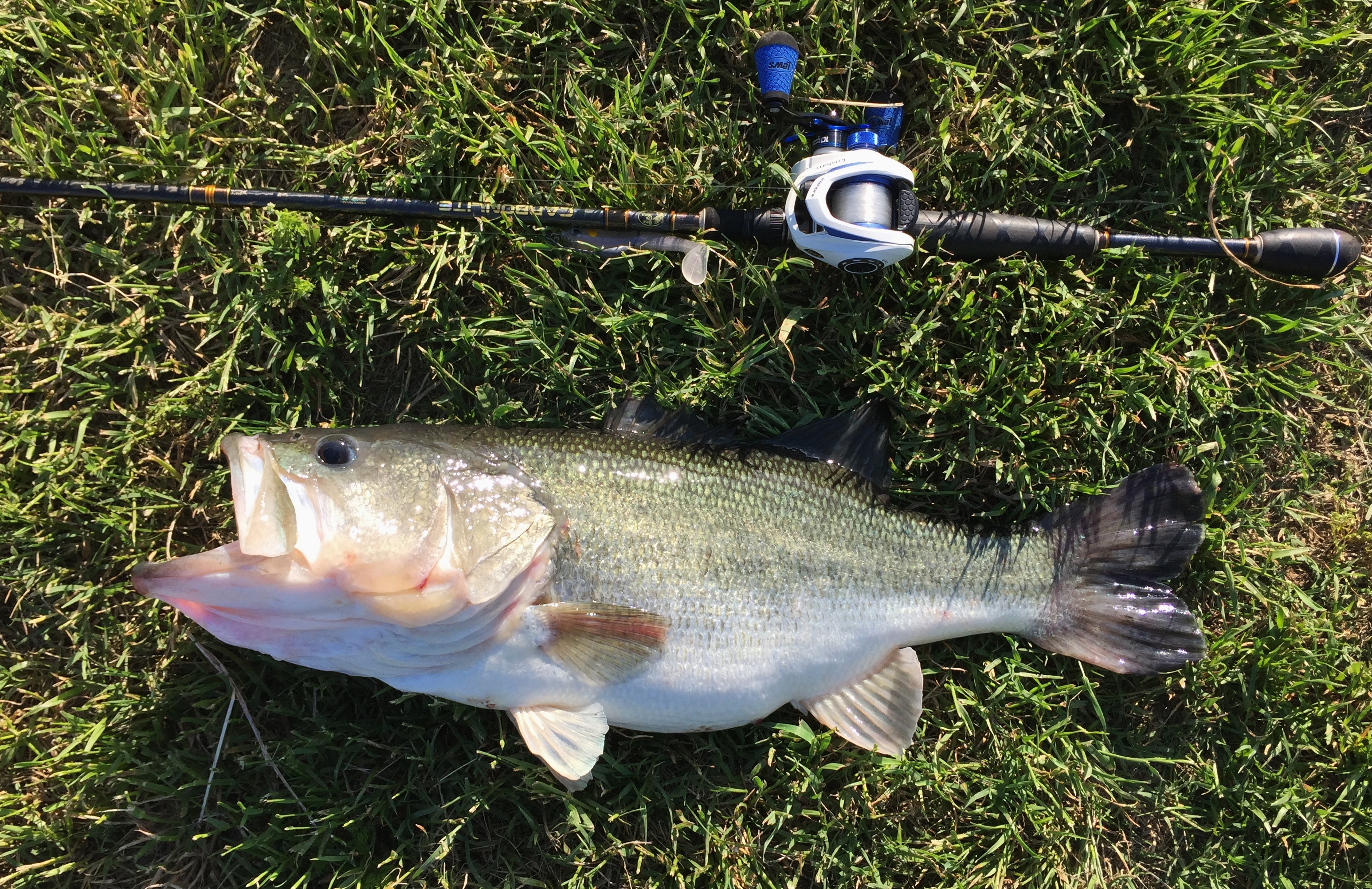 How to Catch Big Bass in Ponds  