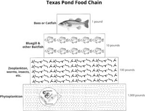 Pond food chain graphic