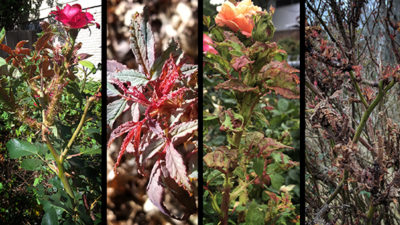 Bushes with rose rosette disease