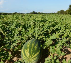 watermelon crop
