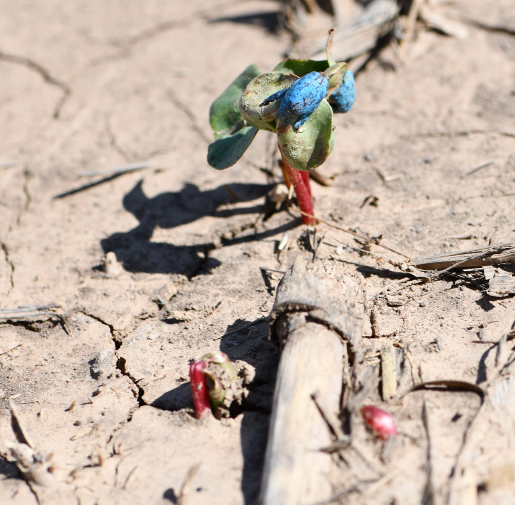 Cotton seedling emergence moisture damage