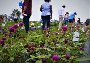 Purple flowers appear up front and people are walking through rows of plants at the East Texas Horticultural Field Day