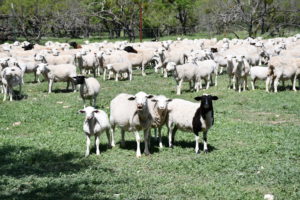 Texas Sheep
