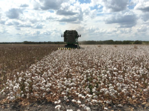 cotton acreage