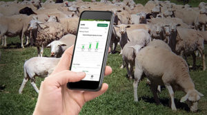 Selling Lambs Or Goats Agrilife Has An App For That Agrilife Today