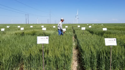 wheat variety trials