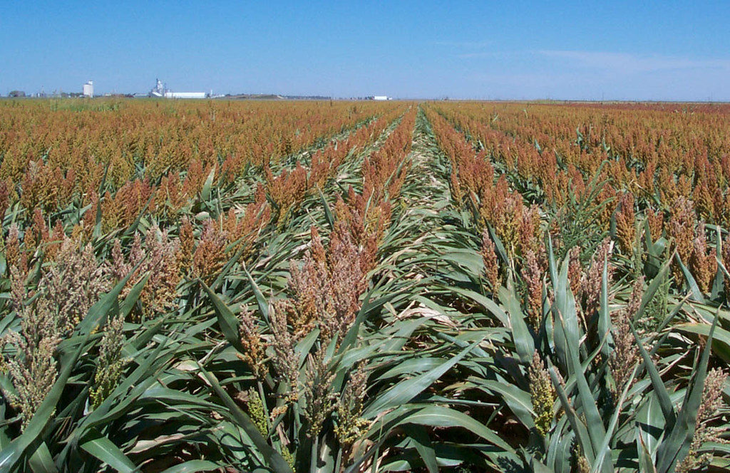 Rows of sorghum in a field as ar as the eye can see. The tops of the stalks are brown and the leaves look dry and are a green color. Sorghum is among the feeds accepted for forage testing.