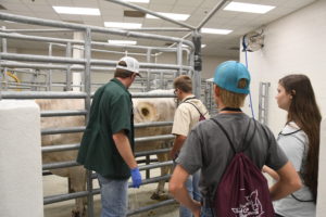 youth looking at steer