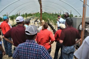 Hemp seed production and trait selection high tunnel
