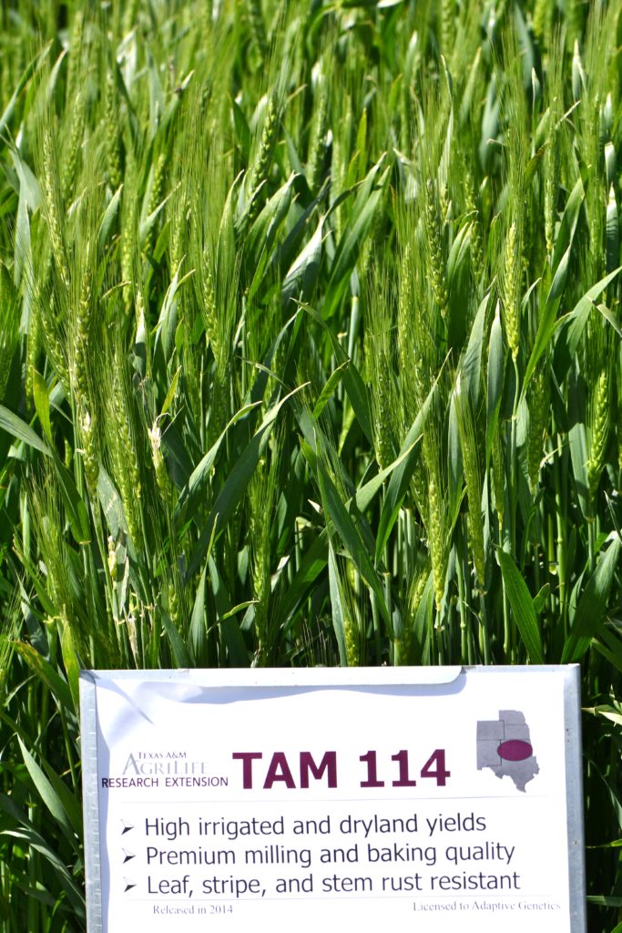 TAM 114 sign in front of green wheat up close. The sign has a description of the most important qualities of the wheat.