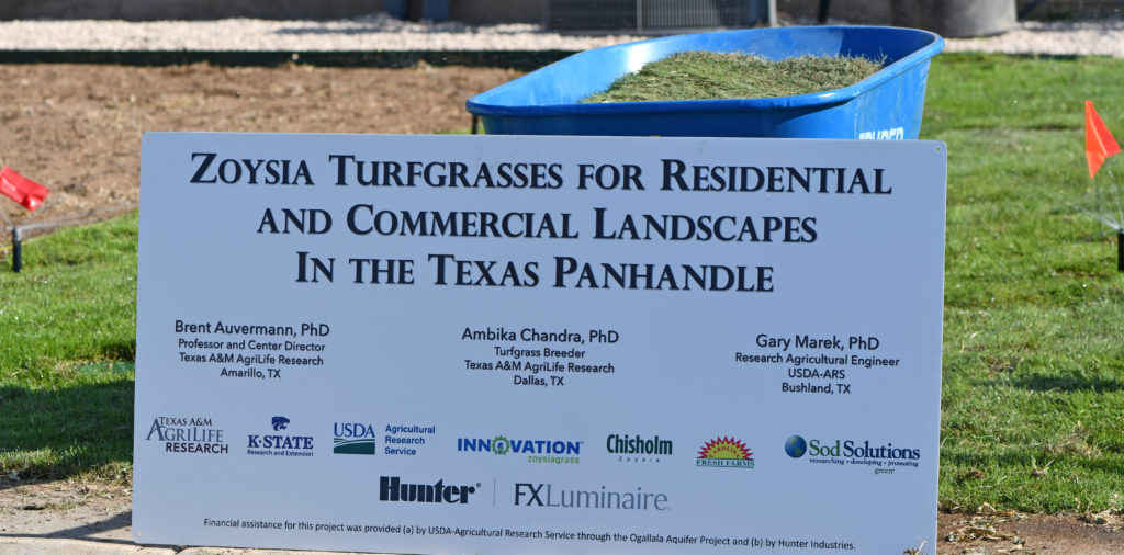 Panhandle looks at Texas A&M-bred zoysia