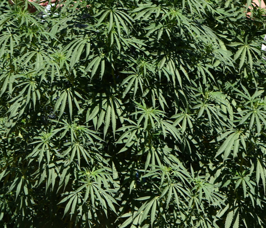 Texas A&M AgriLife Extension Service is helping educate Texans on new proposed hemp regulations with webinar series. (Texas A&M AgriLife photo by Kay Ledbetter)