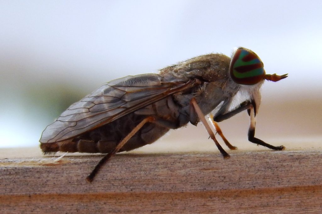 Closeup of a horsefly. 