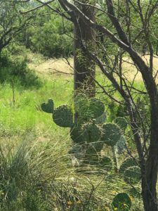 McCulloch county prickly pear