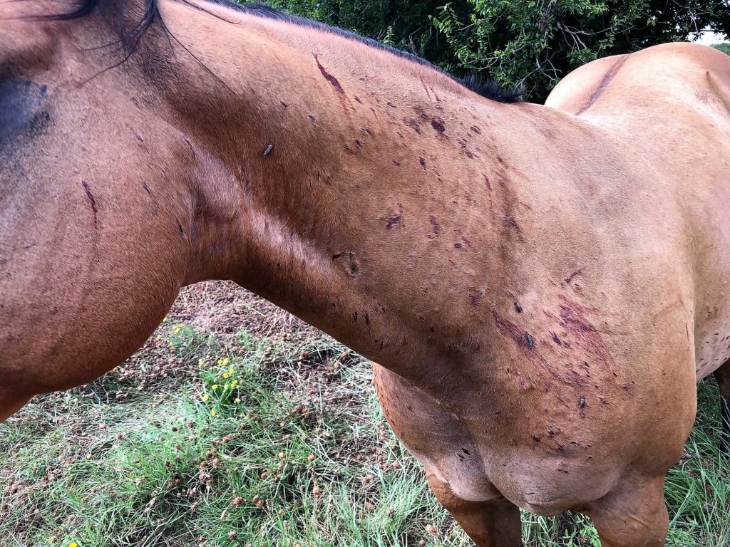 A horse with open wounds from horsefly bites. 