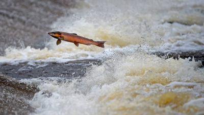 Salmon attempt to leap up the fish ladder in the river Etterick