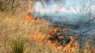 Flames crawl across a pasture