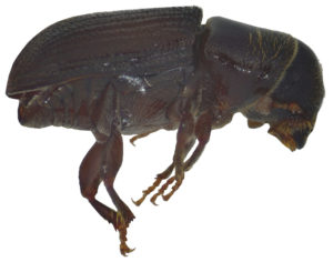Southern pine beetle moving north genome