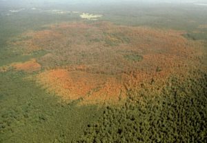 southern pine beetle infestation