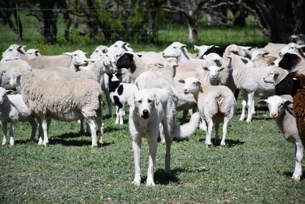 A livestock guardian dog protecting his flock of sheep.
