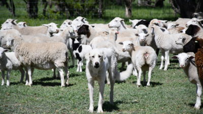 Livestock guardian doh standing in front of his flock in a pasture