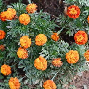 French marigolds